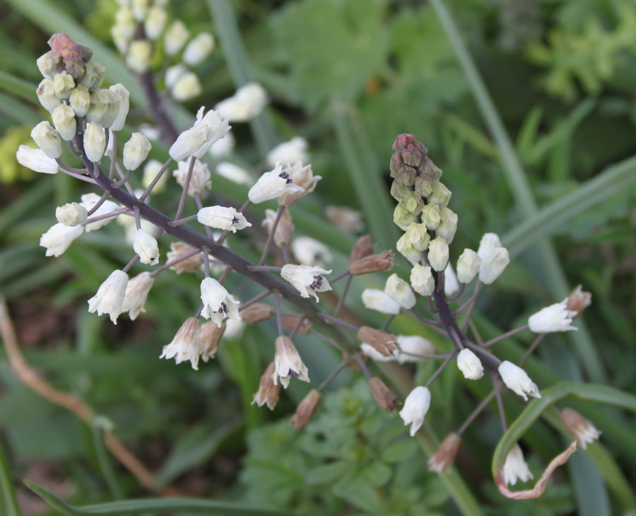 Bellevalia romana (L.) Sweet